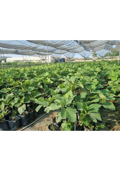 Tarsus Erkenci Siyah Incir Fidanı – Ihracatlık Kalite, Lezzetli, Bol Verimli ve Tatlı Meyveli Sofralık Çeşit fiyatları