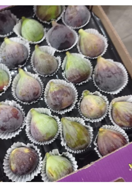 Tarsus Erkenci Siyah Incir Fidanı – Ihracatlık Kalite, Lezzetli, Bol Verimli ve Tatlı Meyveli Sofralık Çeşit modelleri