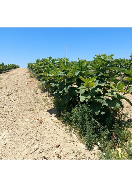 Tarsus Erkenci Siyah Incir Fidanı – Ihracatlık Kalite, Lezzetli, Bol Verimli ve Tatlı Meyveli Sofralık Çeşit fırsatları