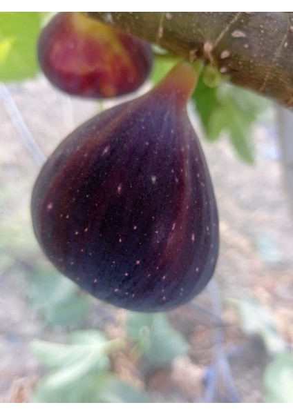 Tarsus Erkenci Siyah Incir Fidanı – Ihracatlık Kalite, Lezzetli, Bol Verimli ve Tatlı Meyveli Sofralık Çeşit indirimleri