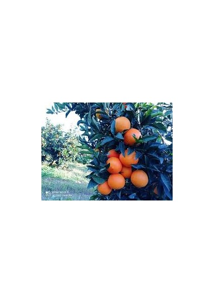 2 Yaş Aşılı Novalina Portakal Fidanı – Ince Kabuklu, Bol Sulu ve Tatlı Sofralık Çeşit – Bahçeye ve Saksıya Uygun fiyatları