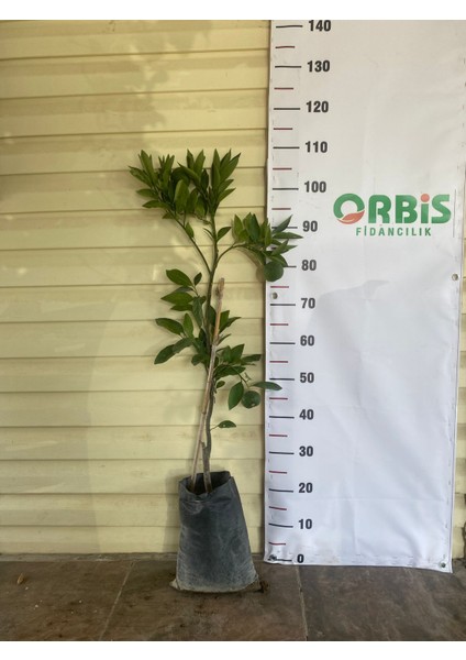 2 Yaş Aşılı Rize Satsuma Mandalina Fidanı