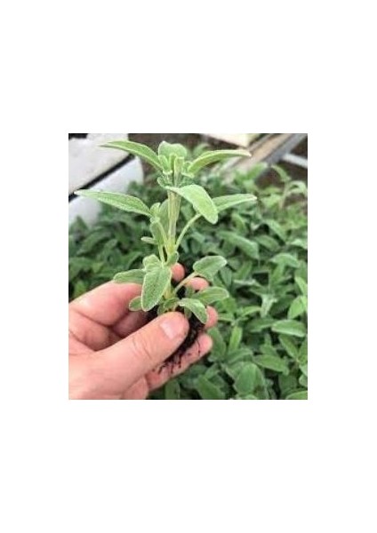 Salvia Fruticosa Anadolu Adaçayı Fidanı 10-20 cm fiyatları