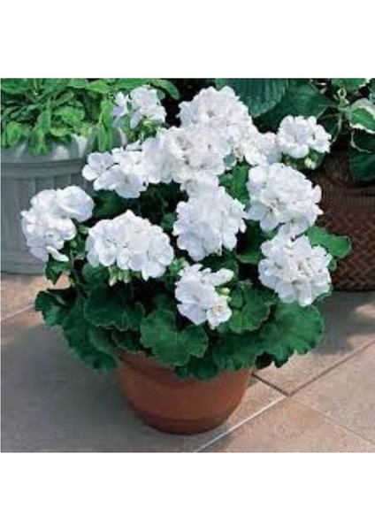 Cotton White Geranium Flower Seedling Pamuk Beyaz Sardunya Çiçeği Fidanı 10-20 cm