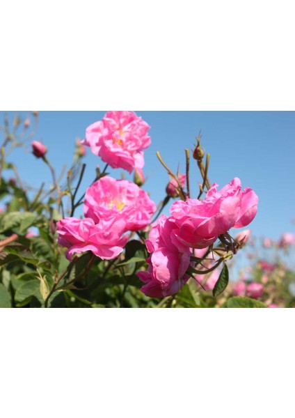 Yöresel Reçellik Kokulu Pembe Isparta Gülü Fidanı 15-25 cm