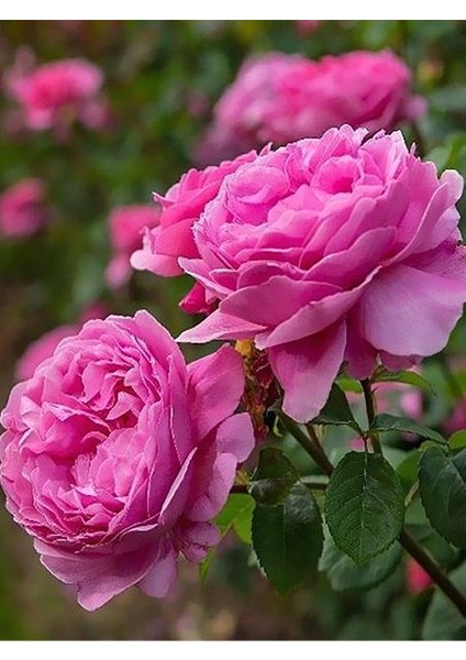 Yöresel Reçellik Kokulu Pembe Isparta Gülü Fidanı 15-25 cm fırsatları