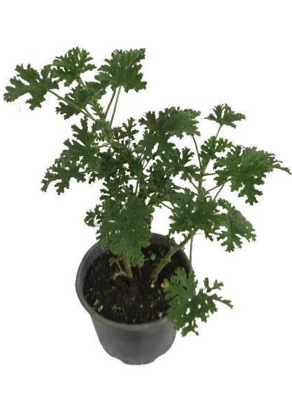 Pelargonium Itır Fidanı Saksılı 10-20 cm