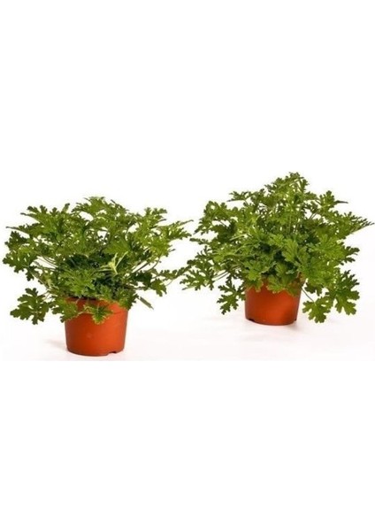 Pelargonium Itır Fidanı Saksılı 10-20 cm fiyatları