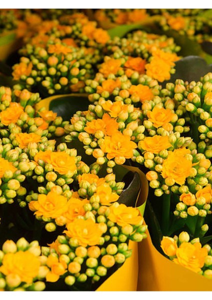 Koyu Sarı Kalanşo Emel Hanım Çiçeği Saksıda 10-20 cm fiyatları