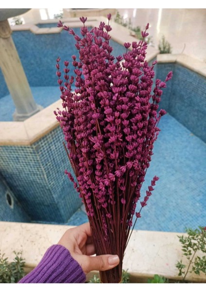 Şoklanmış Lavanta Demeti 40-50 cm