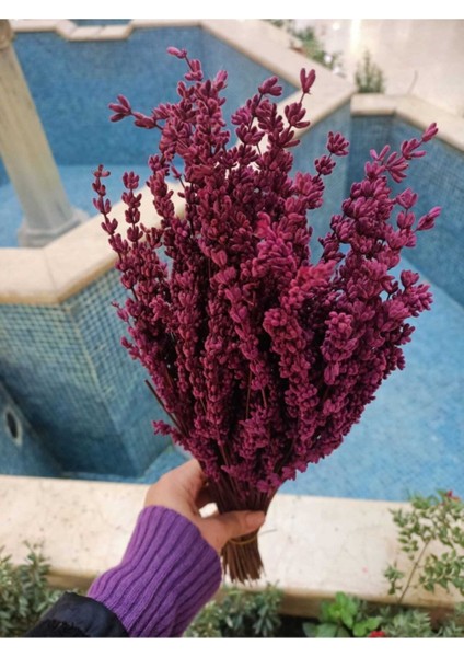 Şoklanmış Lavanta Demeti 40-50 cm fiyatları
