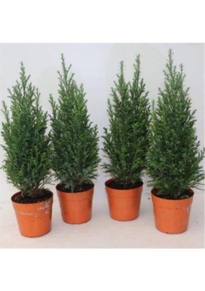Süsleme Için Elwoodi Çamı Fidanı 40-60 cm fiyatları