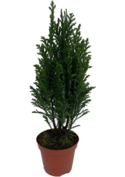 Süsleme Için Elwoodi Çamı Fidanı 40-60 cm fırsatları