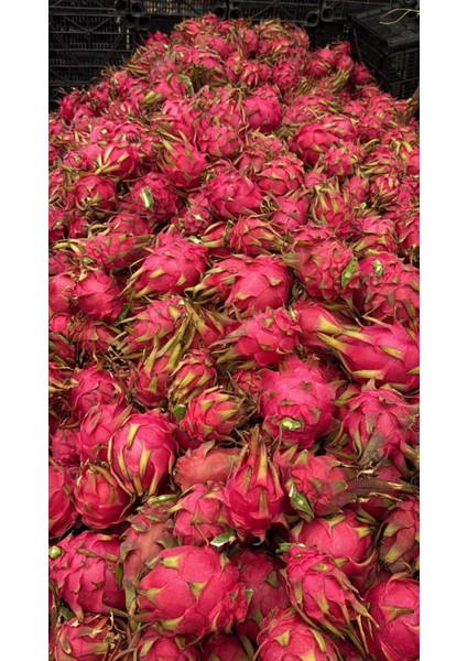 Ejder Meyvesi 1 kg fiyatları