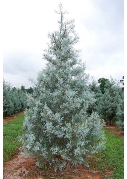 Mavi Servi (Arizona) 30 50 cm Boy