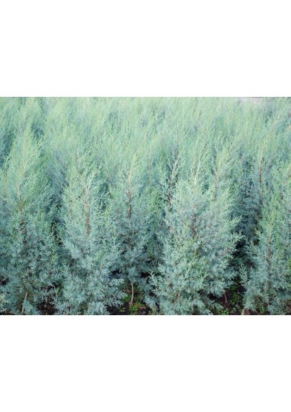 Mavi Servi (Arizona) 30 50 cm Boy fiyatları