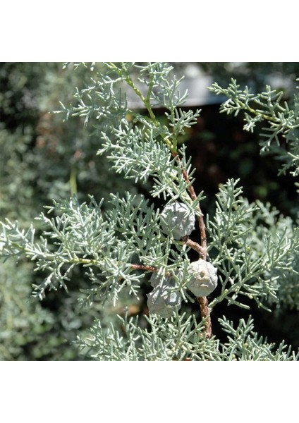 Mavi Servi (Arizona) 30 50 cm Boy modelleri