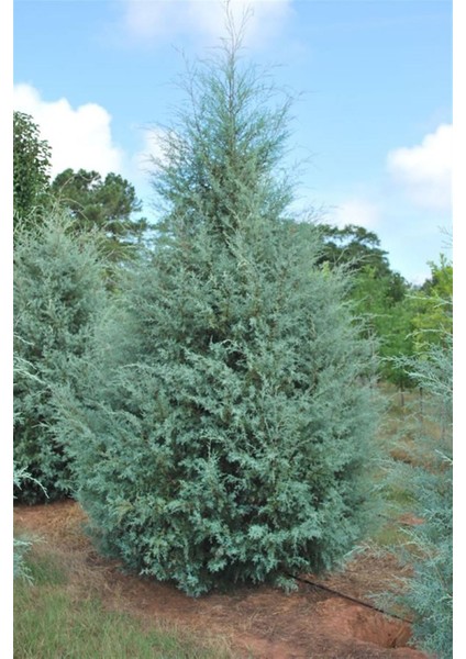 Mavi Servi (Arizona) 30 50 cm Boy fırsatları