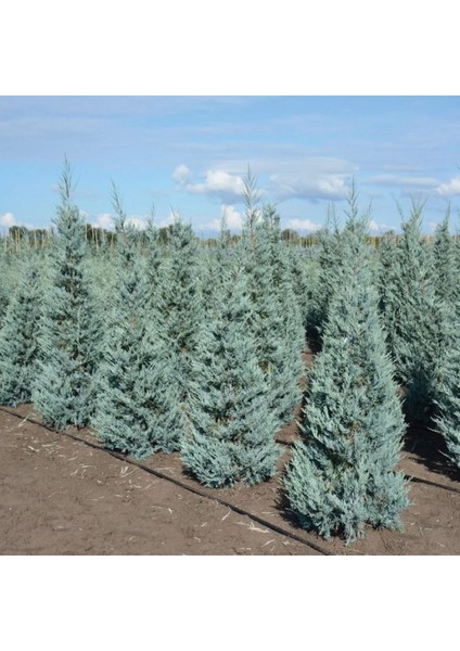 Mavi Servi (Arizona) 30 50 cm Boy indirimleri