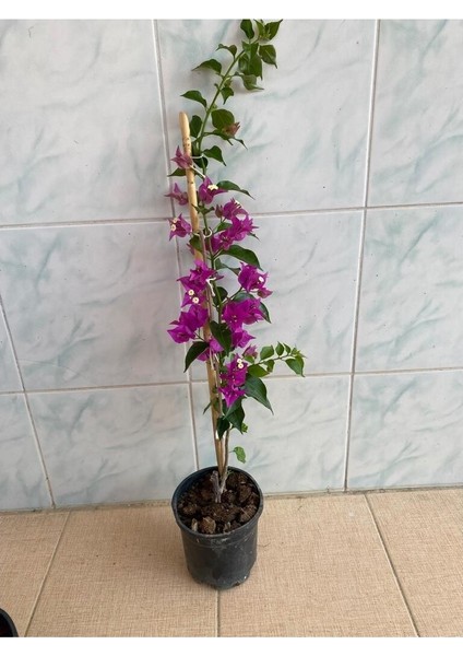 Mor Begonvil Çiçeği Fidanı 10-20 cm