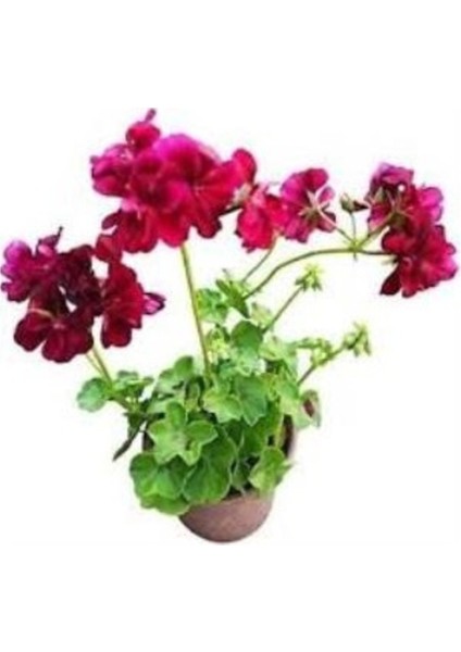 Sakız Sardunya Fidanı Bordo 10-20 cm