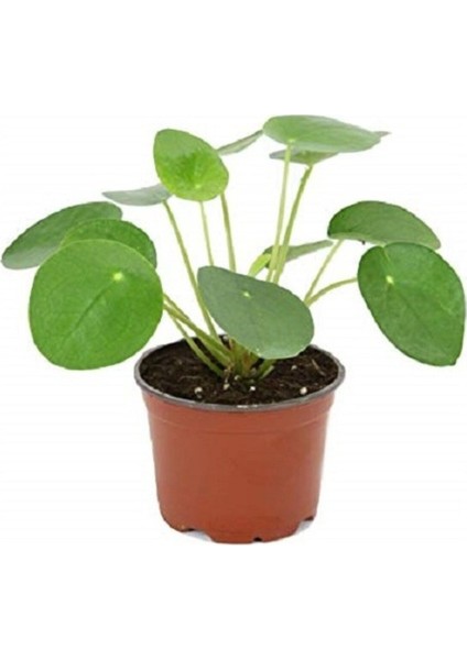 Çin Para Çiçeği Fidanı Bitkisi Ev Ofis Salon Bitkisi 10-20 cm