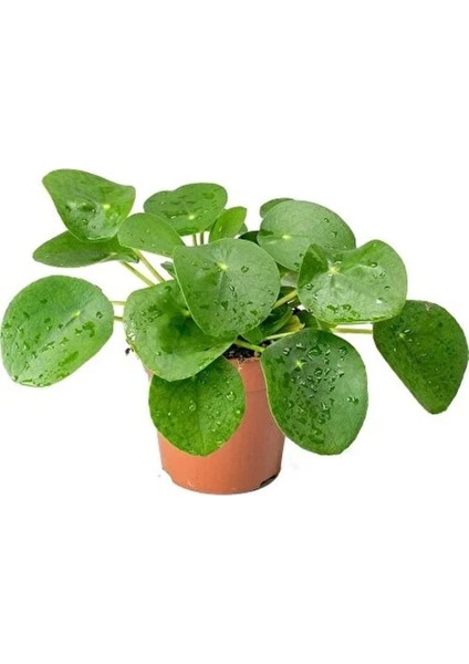 Çin Para Çiçeği Fidanı Bitkisi Ev Ofis Salon Bitkisi 10-20 cm fiyatları