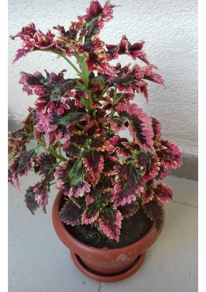 Fırfırlı Yaprak Güzeli Fidanı Karışık Renk 10-20 cm