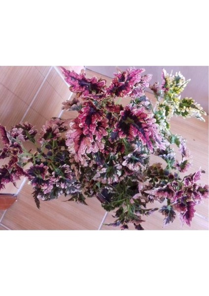 Fırfırlı Yaprak Güzeli Fidanı Karışık Renk 10-20 cm fiyatları