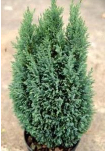 Elvodi Çamı Fidanı 30-60 cm