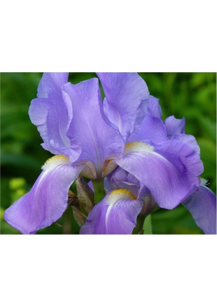 Kabristan Mezarlık Için Saksılı Mor Zambak Çiçeği 20-40 cm Lilium