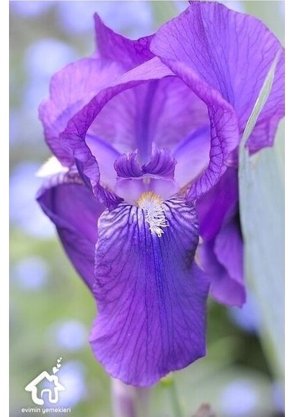 Kabristan Mezarlık Için Saksılı Mor Zambak Çiçeği 20-40 cm Lilium fiyatları