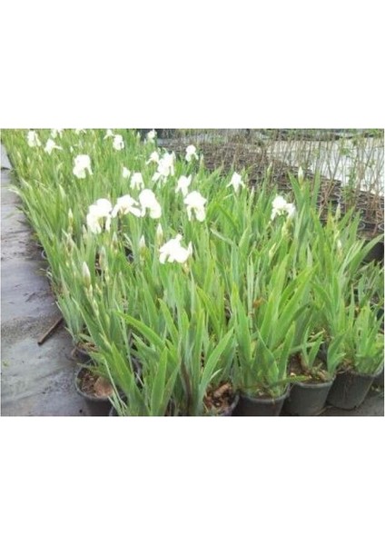 Kabristan Mezarlık Için Saksılı Mor Zambak Çiçeği 20-40 cm Lilium modelleri