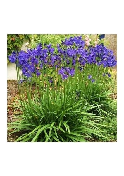 Kabristan Mezarlık Için Saksılı Mor Zambak Çiçeği 20-40 cm Lilium fırsatları
