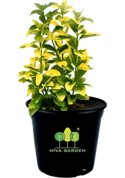 Euonymus Fortunei Emerald Gold Taflan Fidanı 10-20 cm