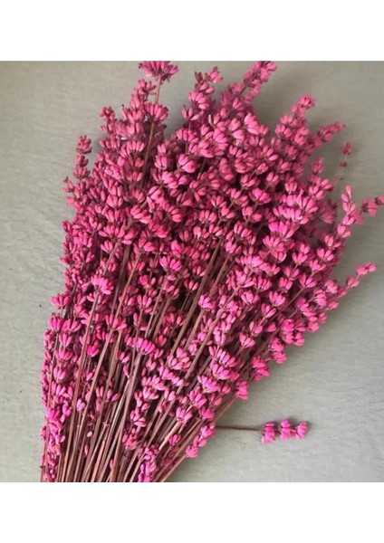 Kuru Çiçek Fuşya Lavanta Şoklanmış 40-50 cm