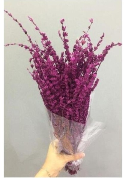 Kuru Çiçek Fuşya Lavanta Şoklanmış 40-50 cm fiyatları