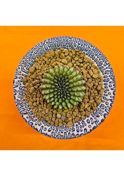 Gymnocalycium Inermis Cristat 4,5 cm Özel Tür Kaktüs