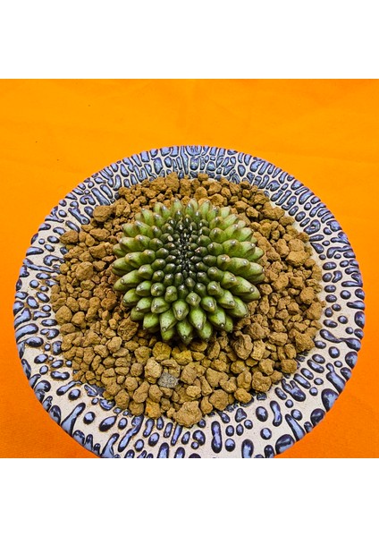 Gymnocalycium Inermis Cristat 4,5 cm Özel Tür Kaktüs fiyatları