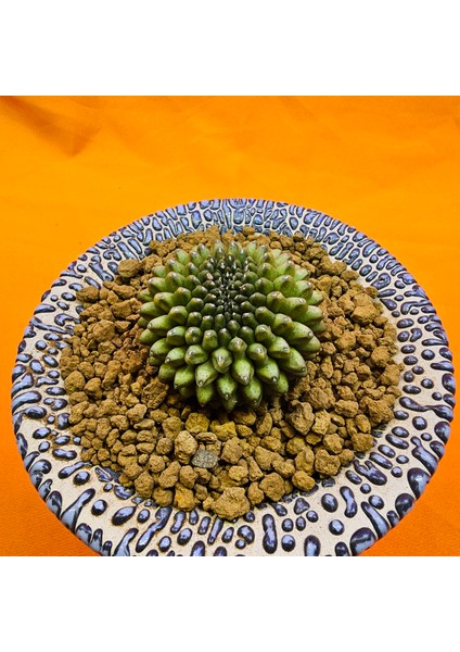 Gymnocalycium Inermis Cristat 4,5 cm Özel Tür Kaktüs modelleri