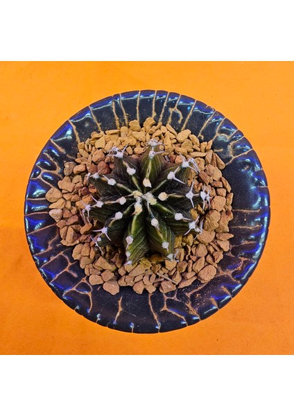 Gymnocalycium Sepia 3 cm Özel Tür Kaktüs