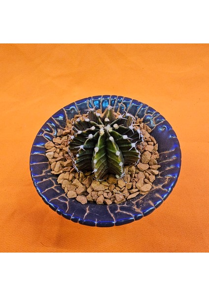 Gymnocalycium Sepia 3 cm Özel Tür Kaktüs fiyatları