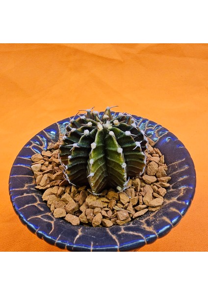 Gymnocalycium Sepia 3 cm Özel Tür Kaktüs modelleri