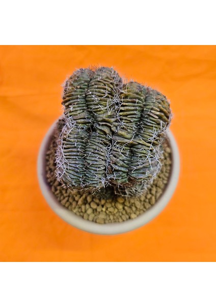 Gymnocalycium Cristat 10 cm Özel Tür Kaktüs