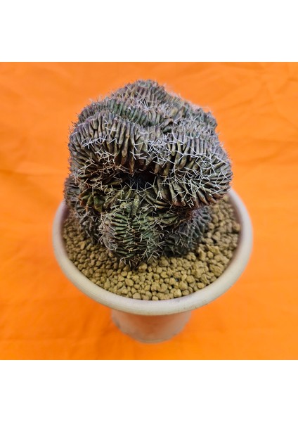 Gymnocalycium Cristat 10 cm Özel Tür Kaktüs modelleri