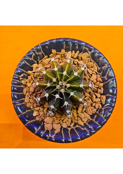 Gymnocalycium Sepia 3,5 cm Özel Tür Kaktüs