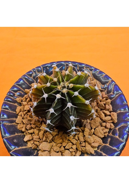 Gymnocalycium Sepia 3,5 cm Özel Tür Kaktüs fiyatları