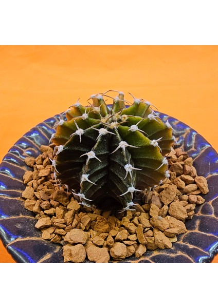 Gymnocalycium Sepia 3,5 cm Özel Tür Kaktüs modelleri