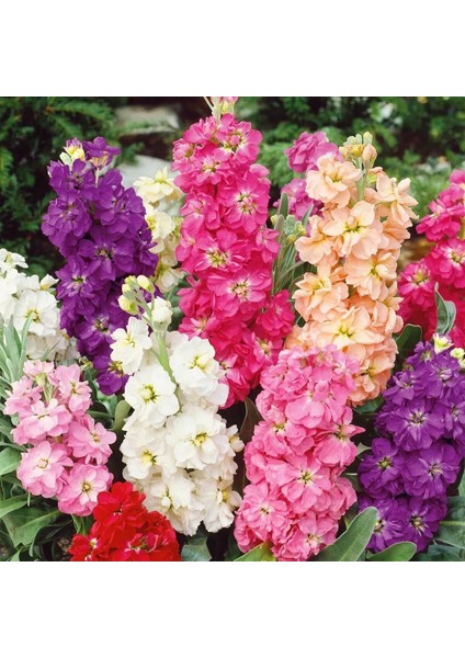 Matthiola Şebboy Tohumu Kokulu Katmerli Iri Çiçekli Renkli Karışım