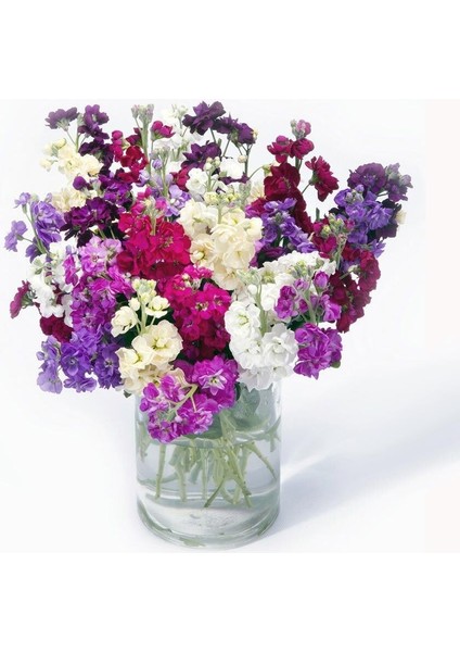 Matthiola Şebboy Tohumu Kokulu Katmerli Iri Çiçekli Renkli Karışım fiyatları